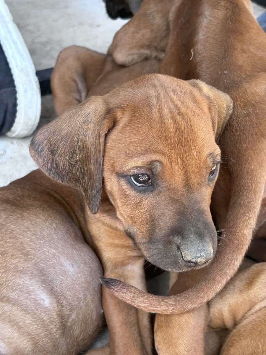 Rhodesian Ridgeback Puppies image 2