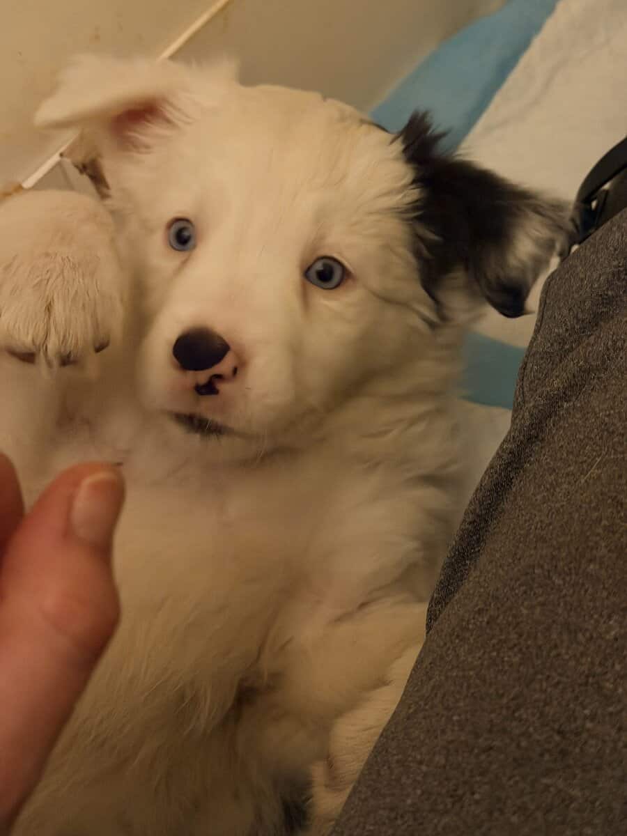Border Collie Pups - READY NOW! image 7