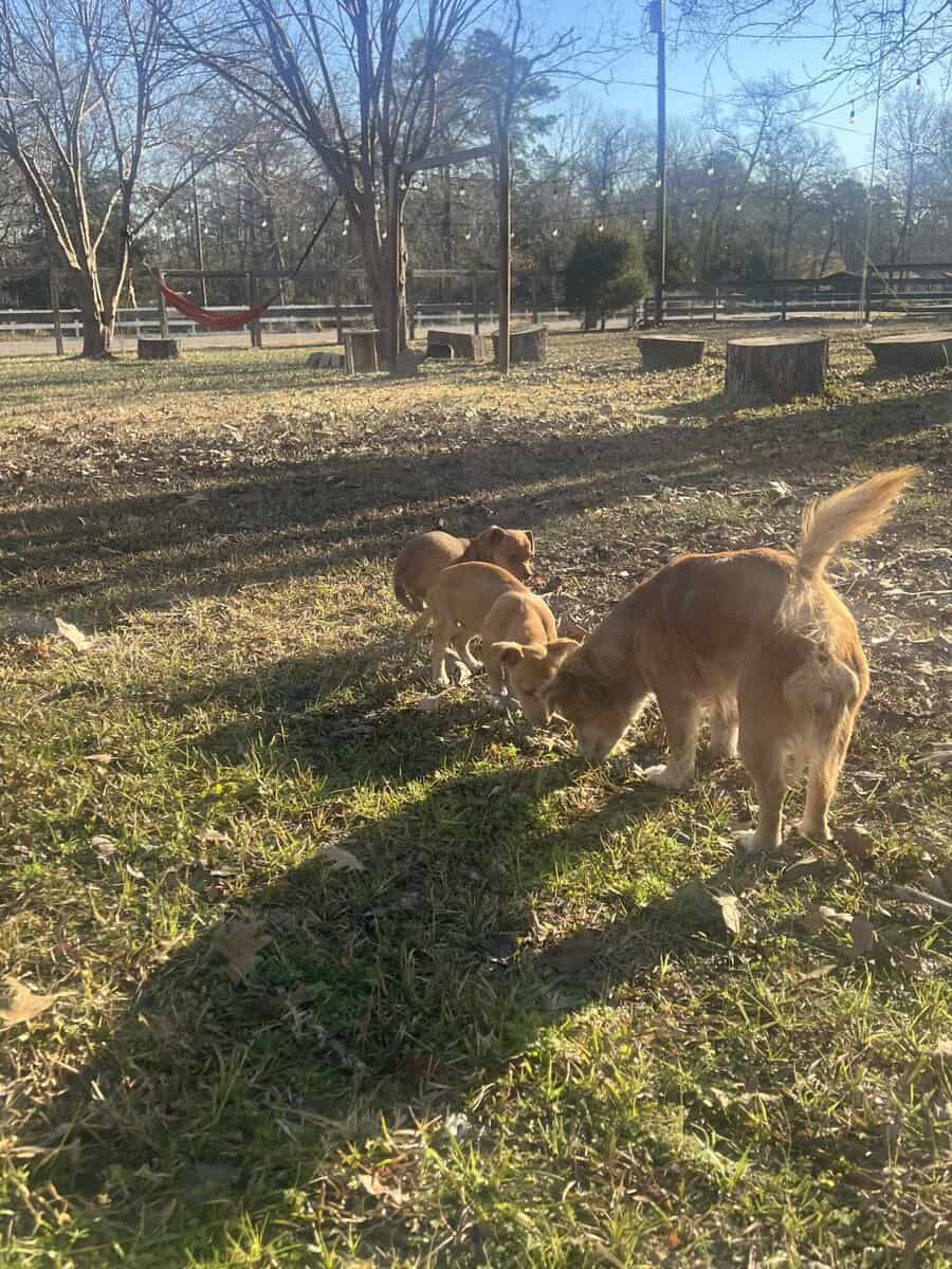 Chihuahua/dachsund image 6