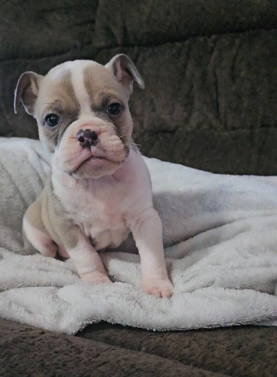 Ioeba registered Olde English Bulldogge image 5