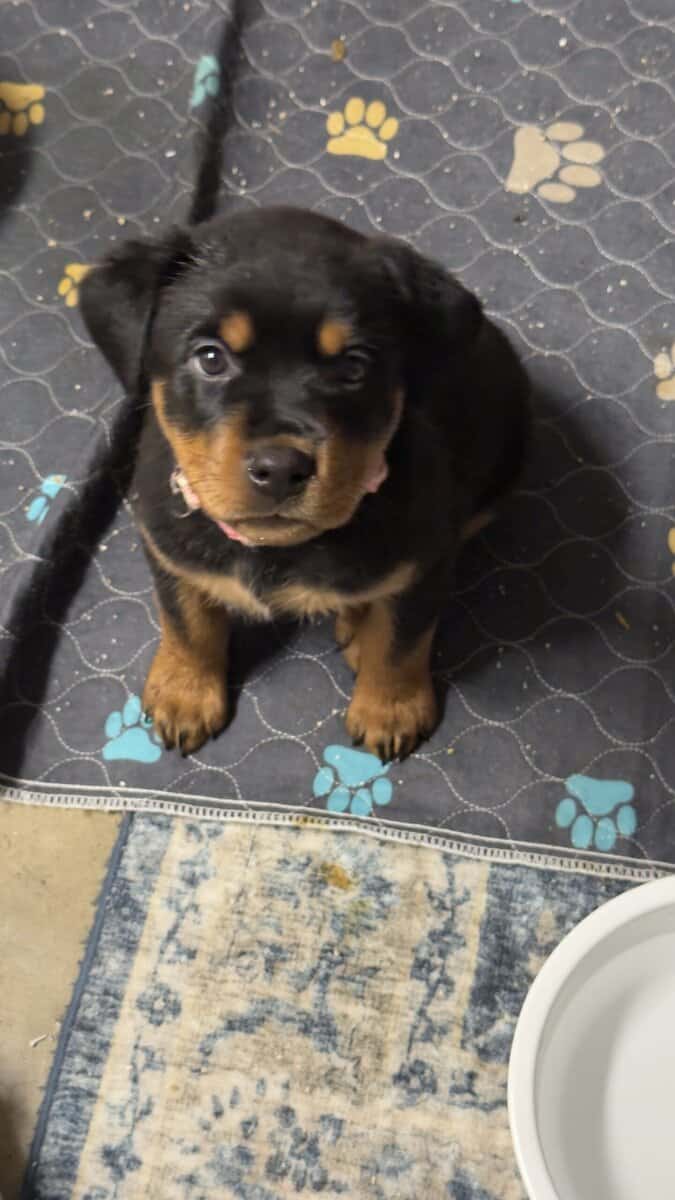 Rottweiler Pink image 4