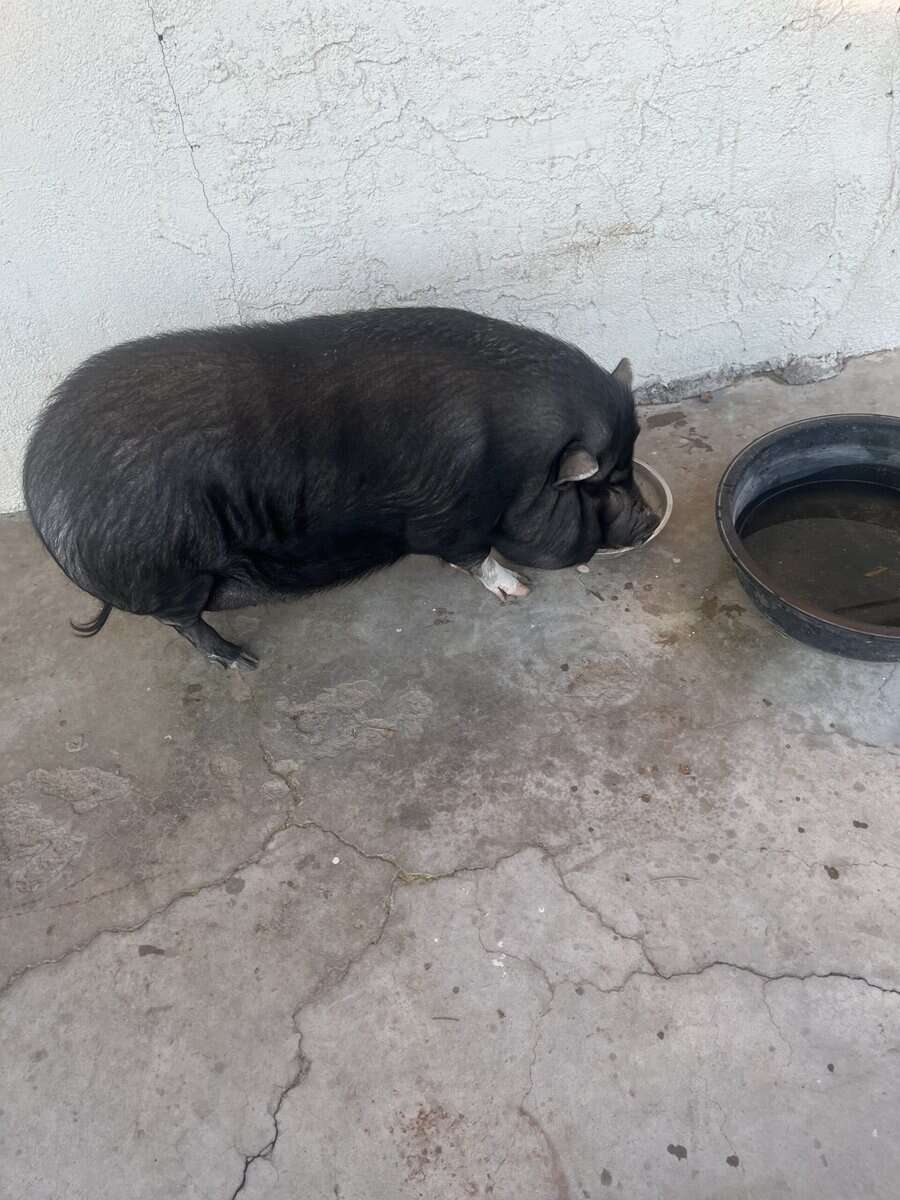 Pig very friendly loves belly rubs image 3