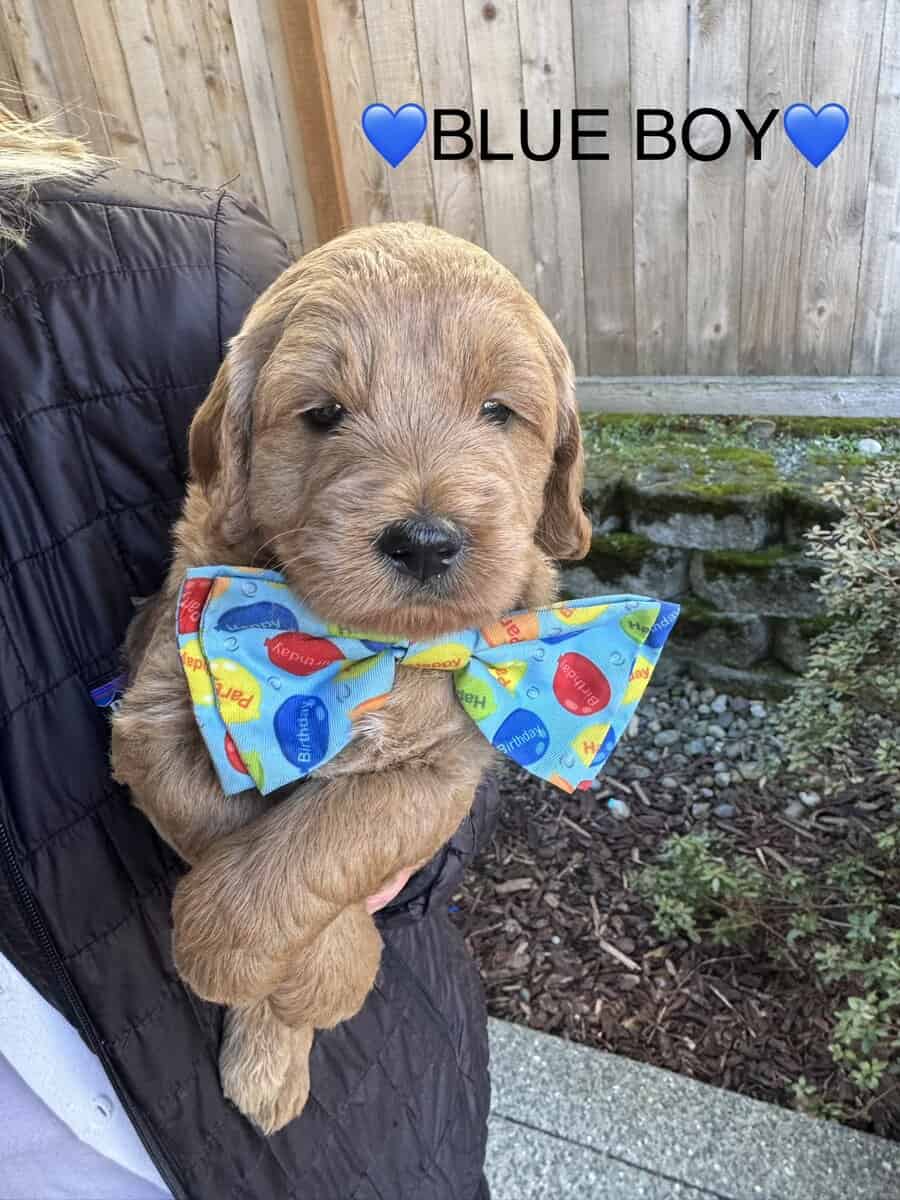 Min golden doodle puppies image 14