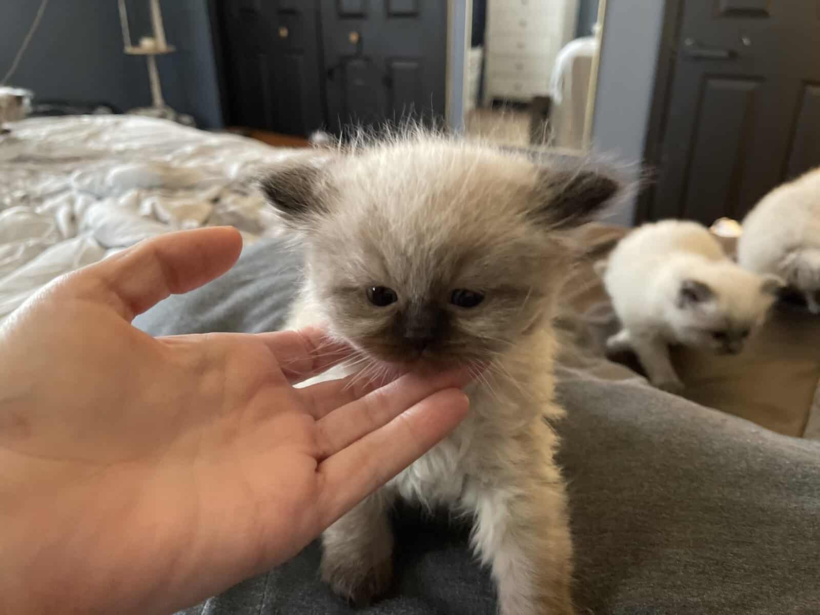 Adorable kittens image 3