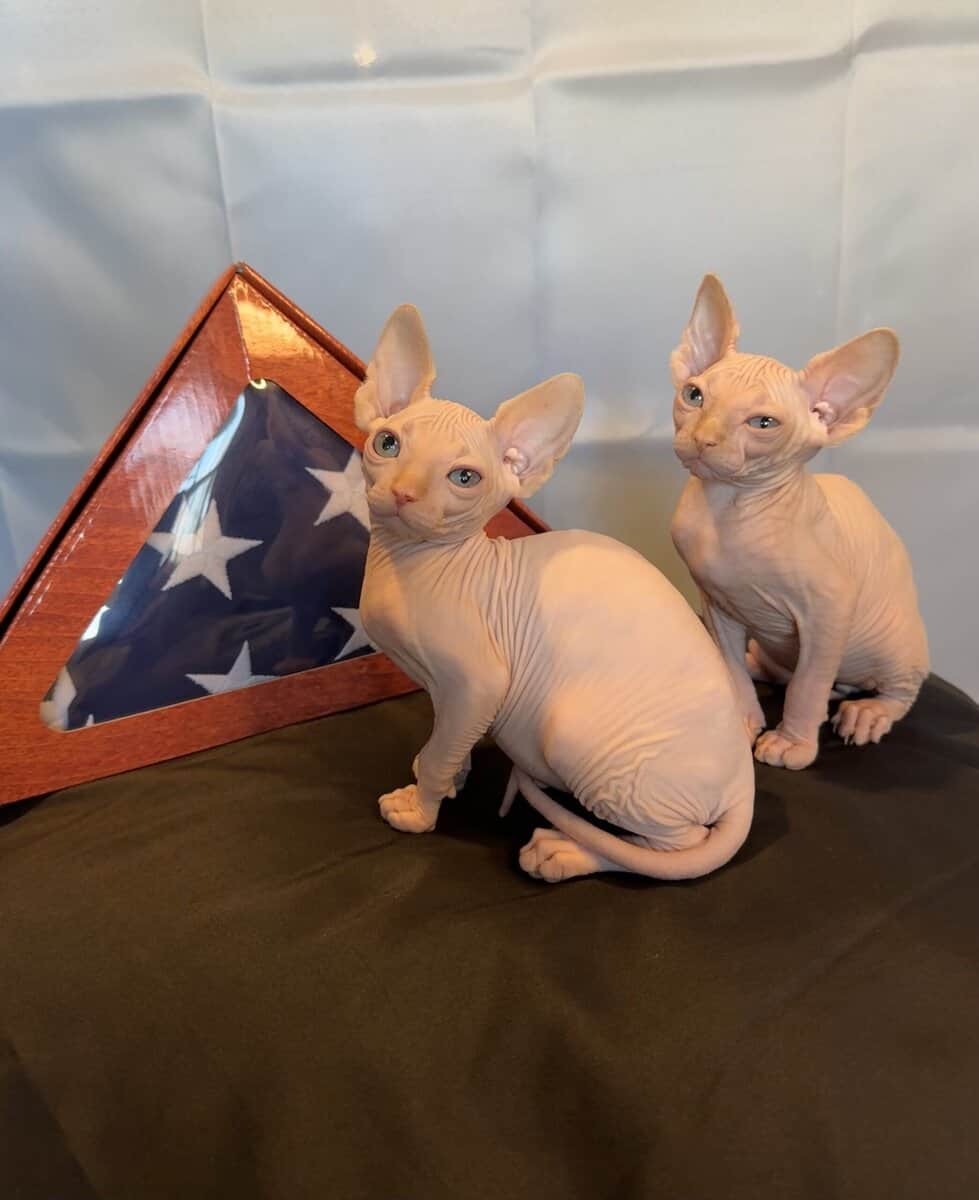 Sphynx kittens ( hairless cat) image 2