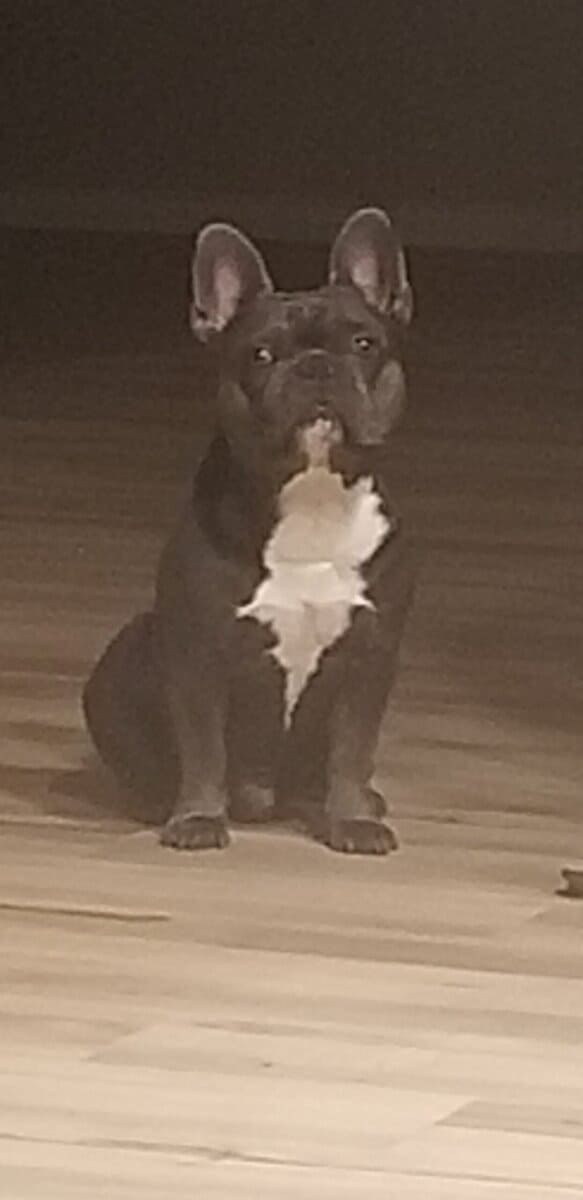 Rehoming French Bulldog 2yr male image 2