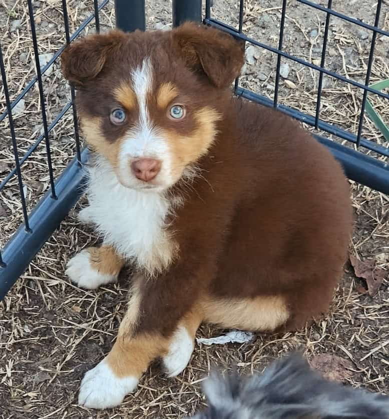 Ckc registered australian shepherd standard image 1