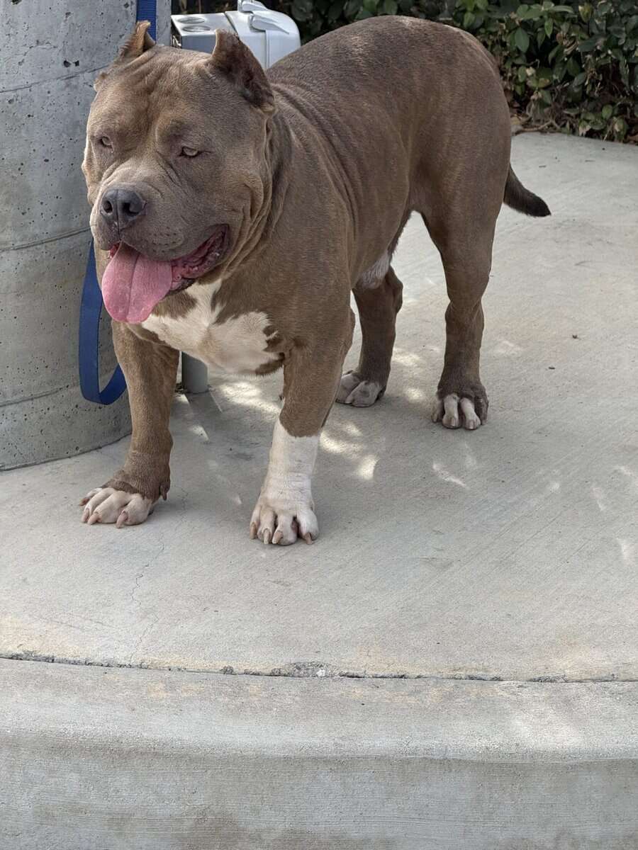 Standard brindle male bully open for stud image 9