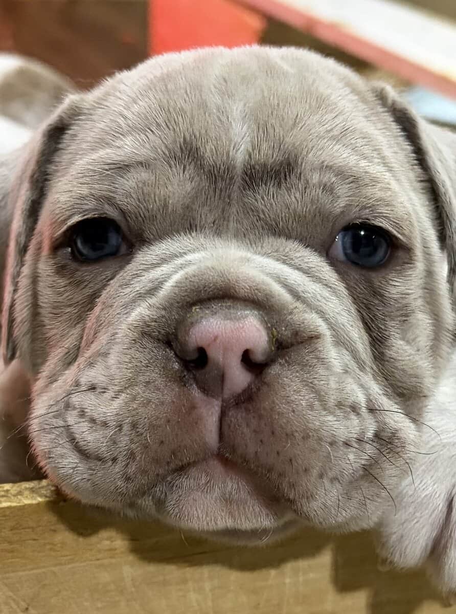 Olde English bulldog puppies image 1