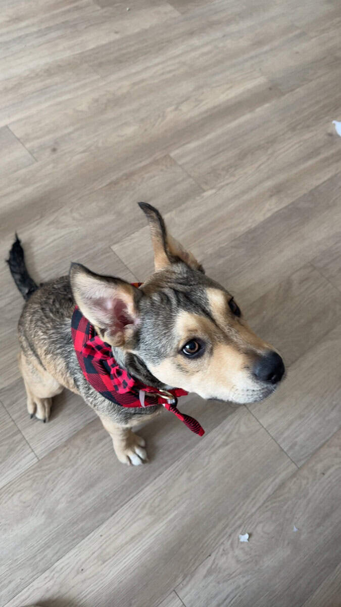 Rehoming my puppy asap image 1