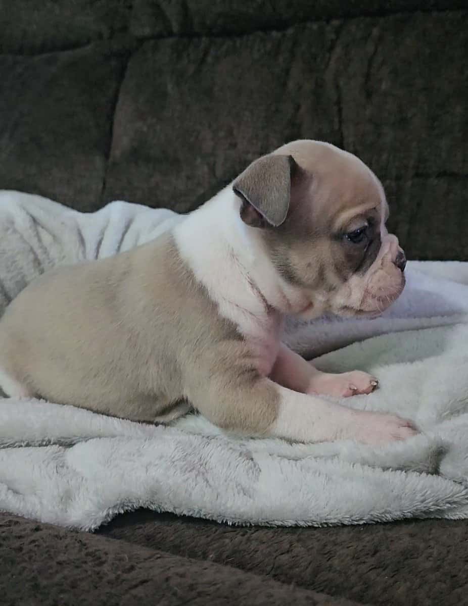 Ioeba registered Olde English Bulldogge image 6
