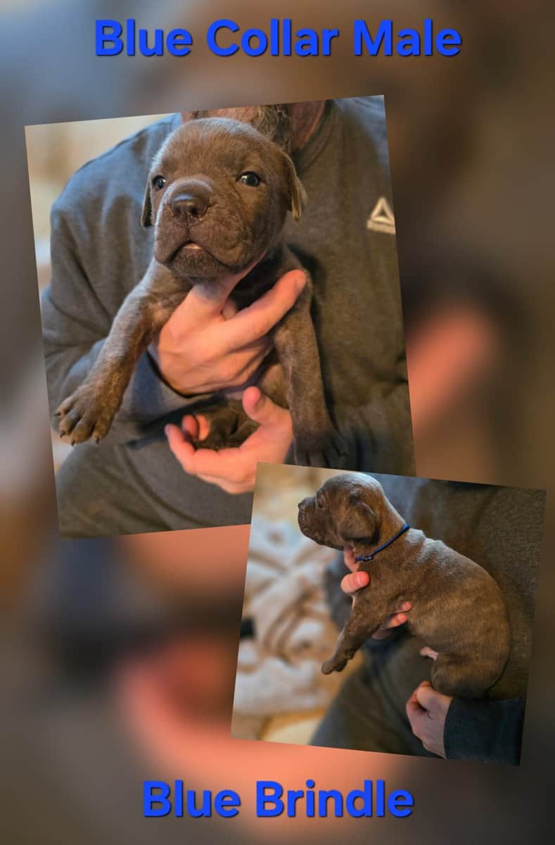 Cane Corso Puppies Available image 4