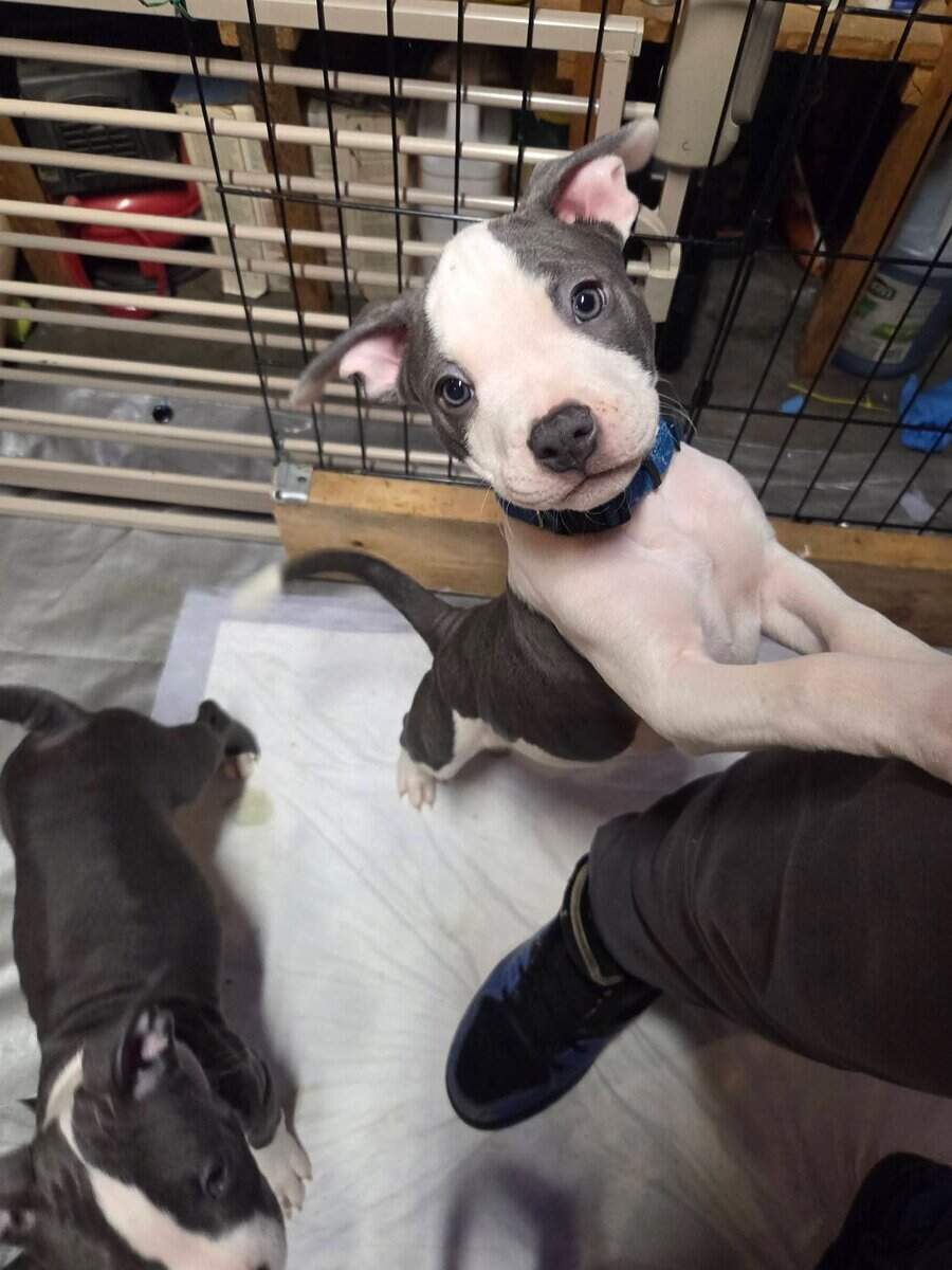 Pitbull puppies image 4