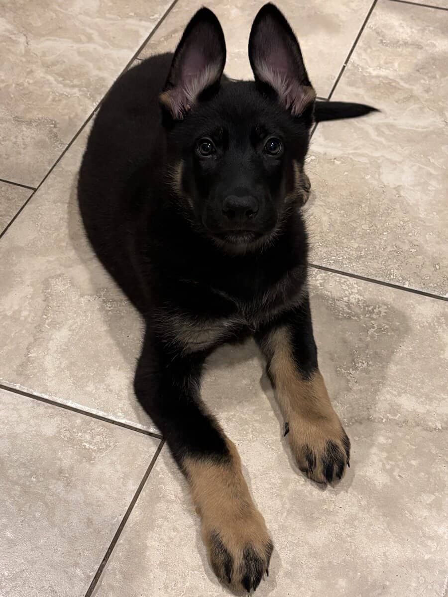 5month pure German Shepherd image 11