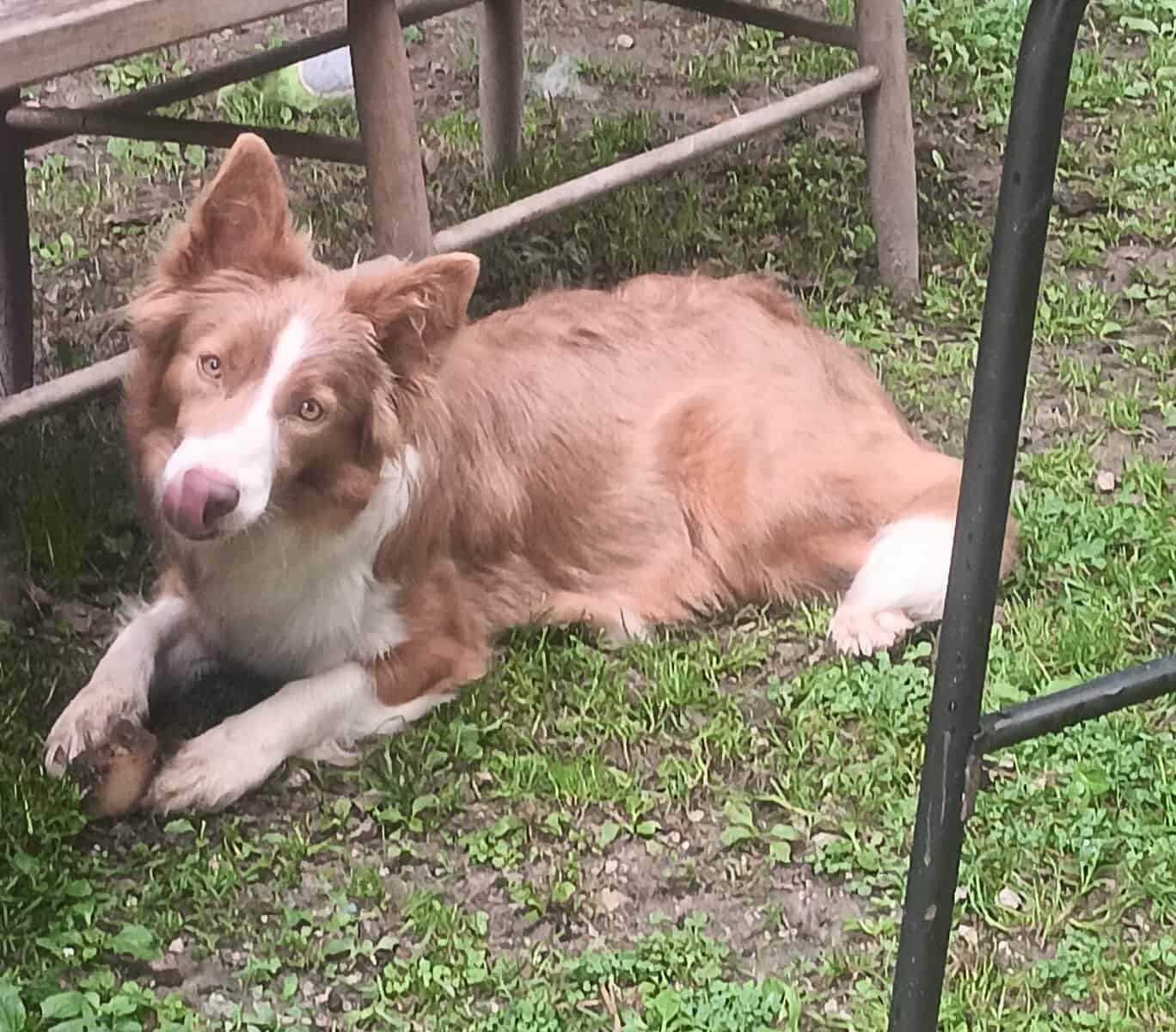 Female border collie image 1
