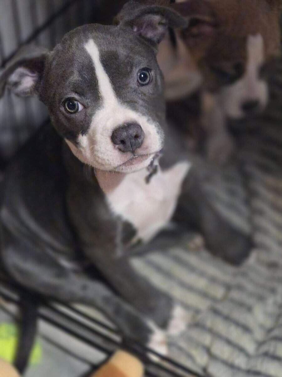 Pitbull puppies image 10