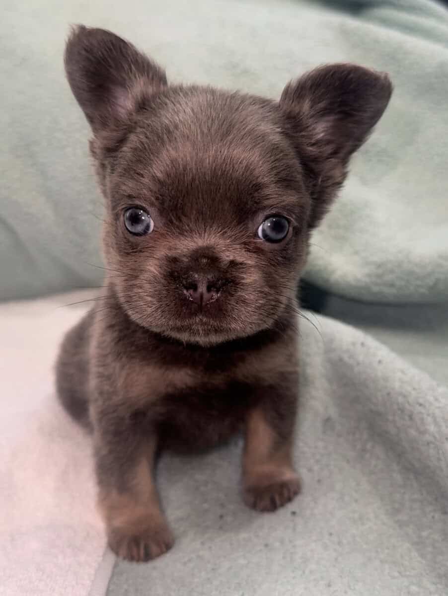 2500 fluffy French bulldogs image 2