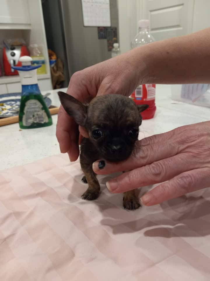 Cute Chihuahua puppies image 1