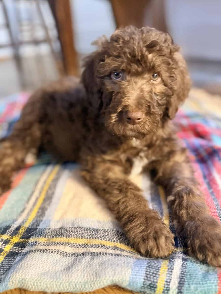 Golden Aussie doodles image 1