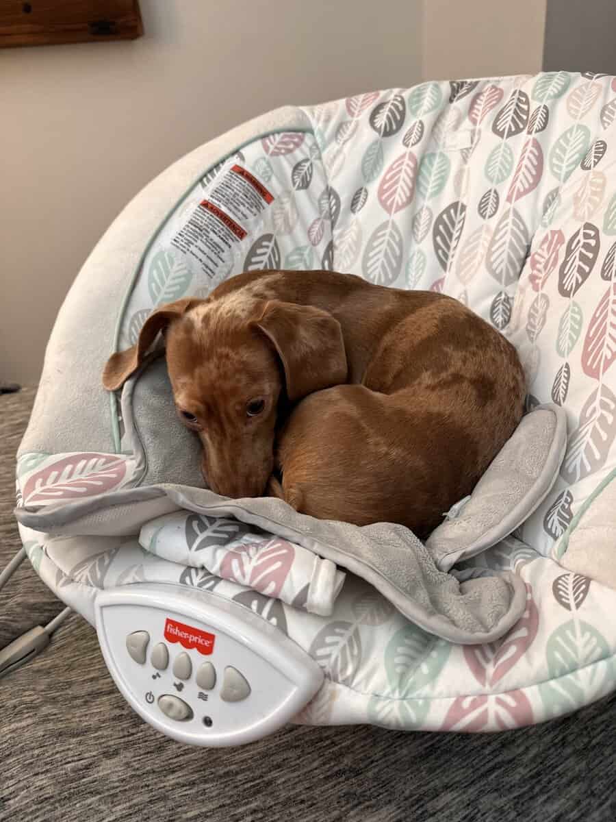 2 year 3 month old Mini Dapple Daschund image 2