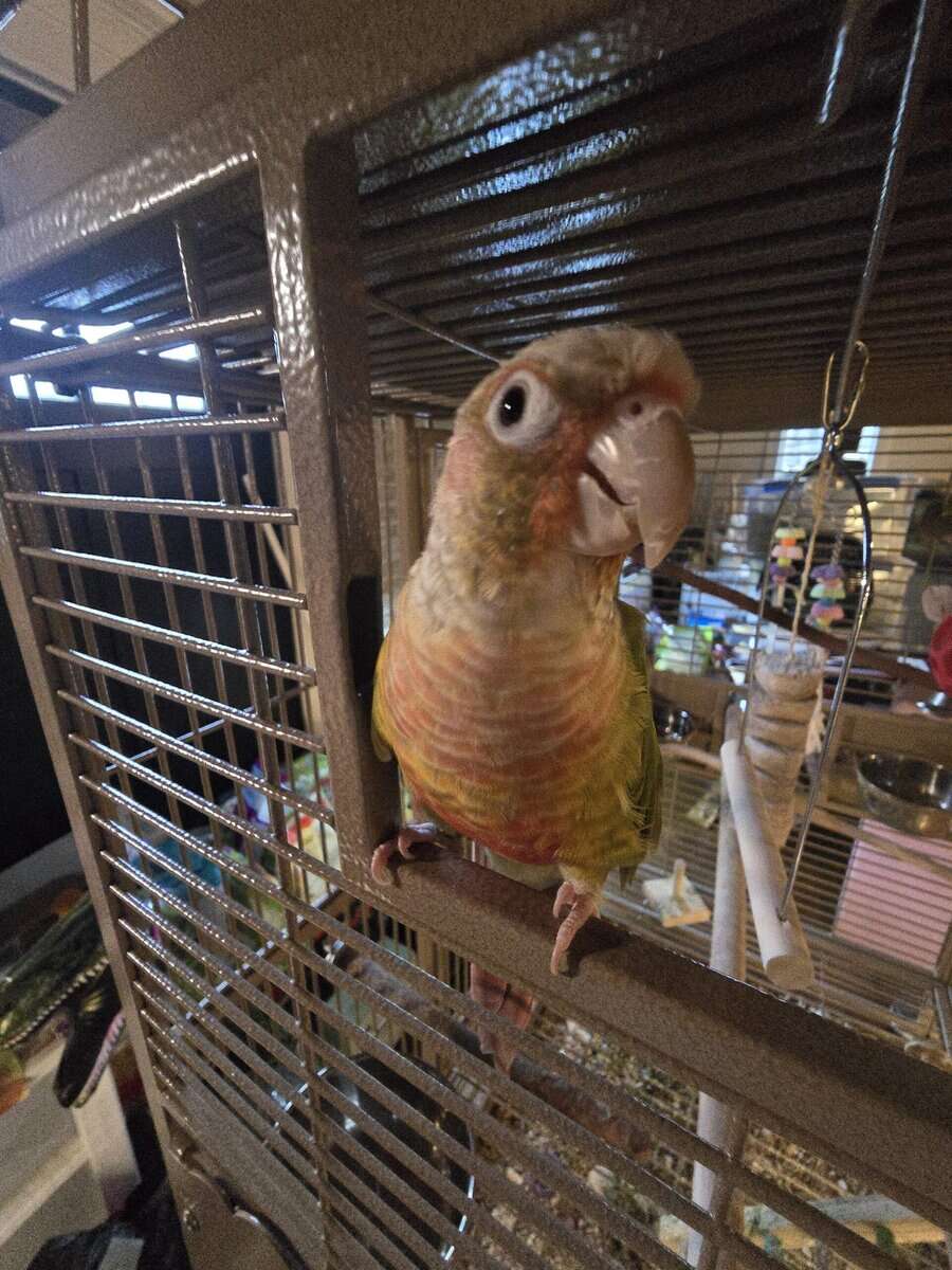 Pineapple Green Cheek Conure image 3
