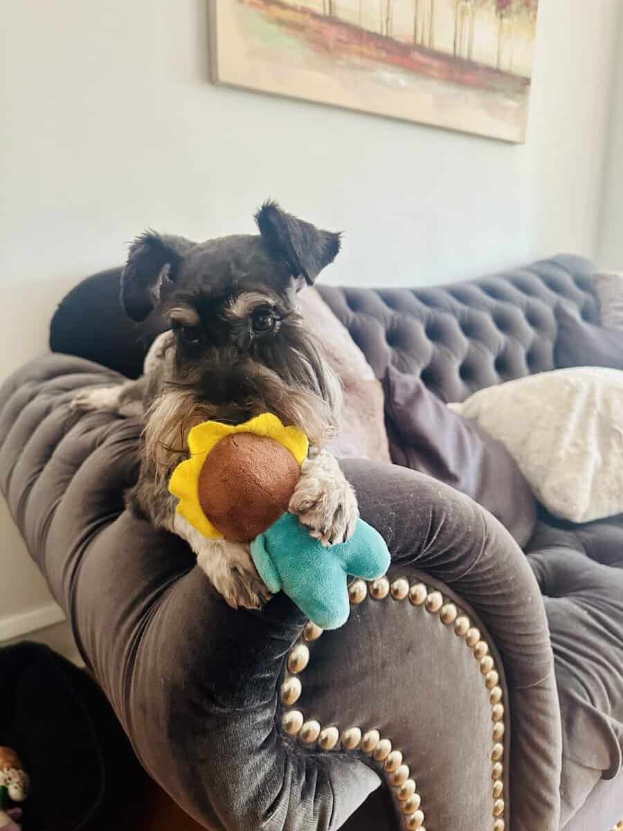 AKC Black & Silver Mini Schnauzer 3 yrs old image 1
