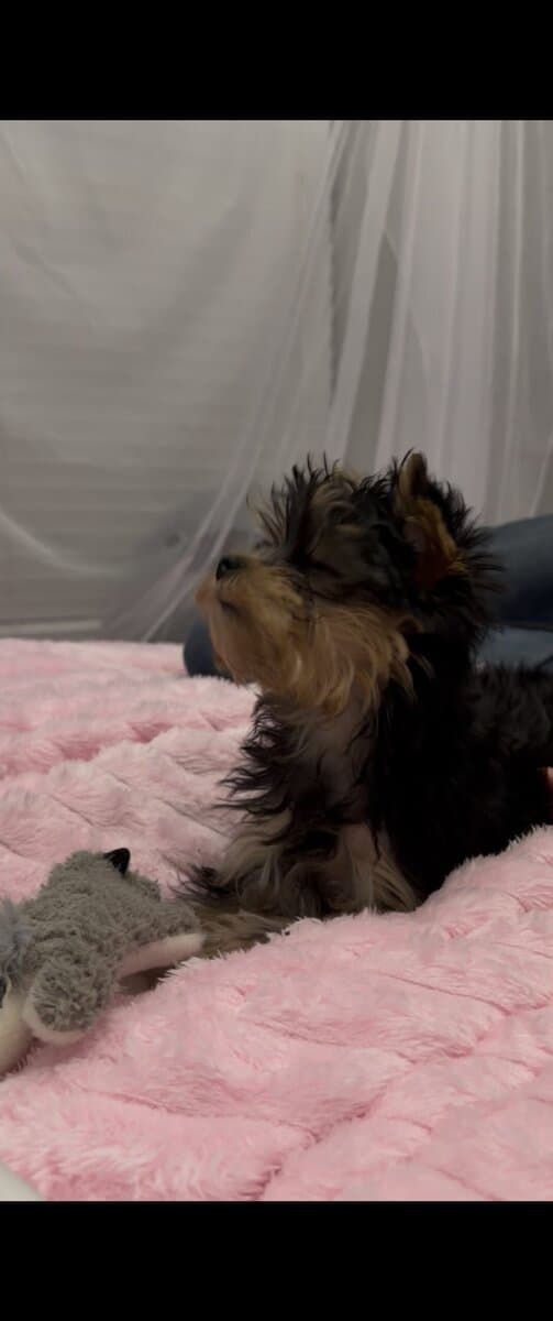 Yorkie puppy image 1