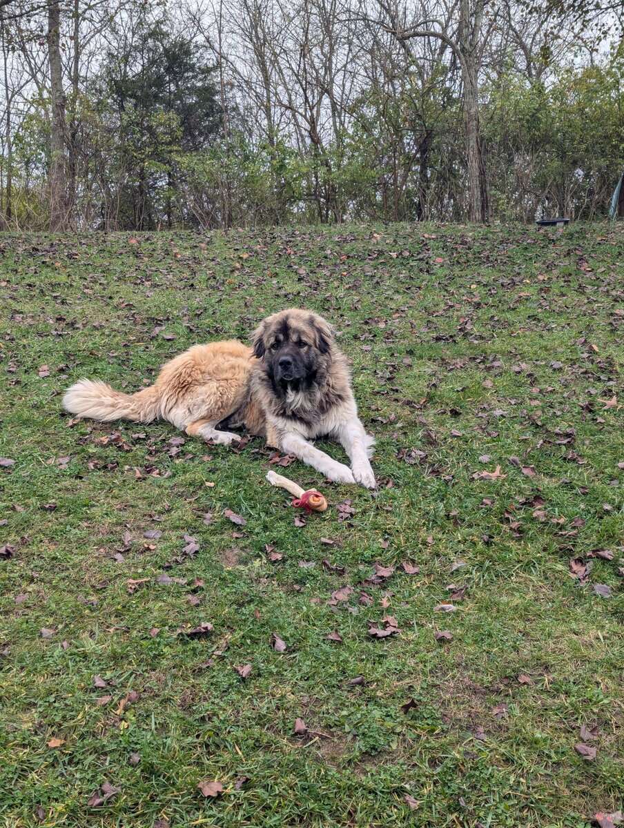 Handsome Anatolian Pyrenees image 1