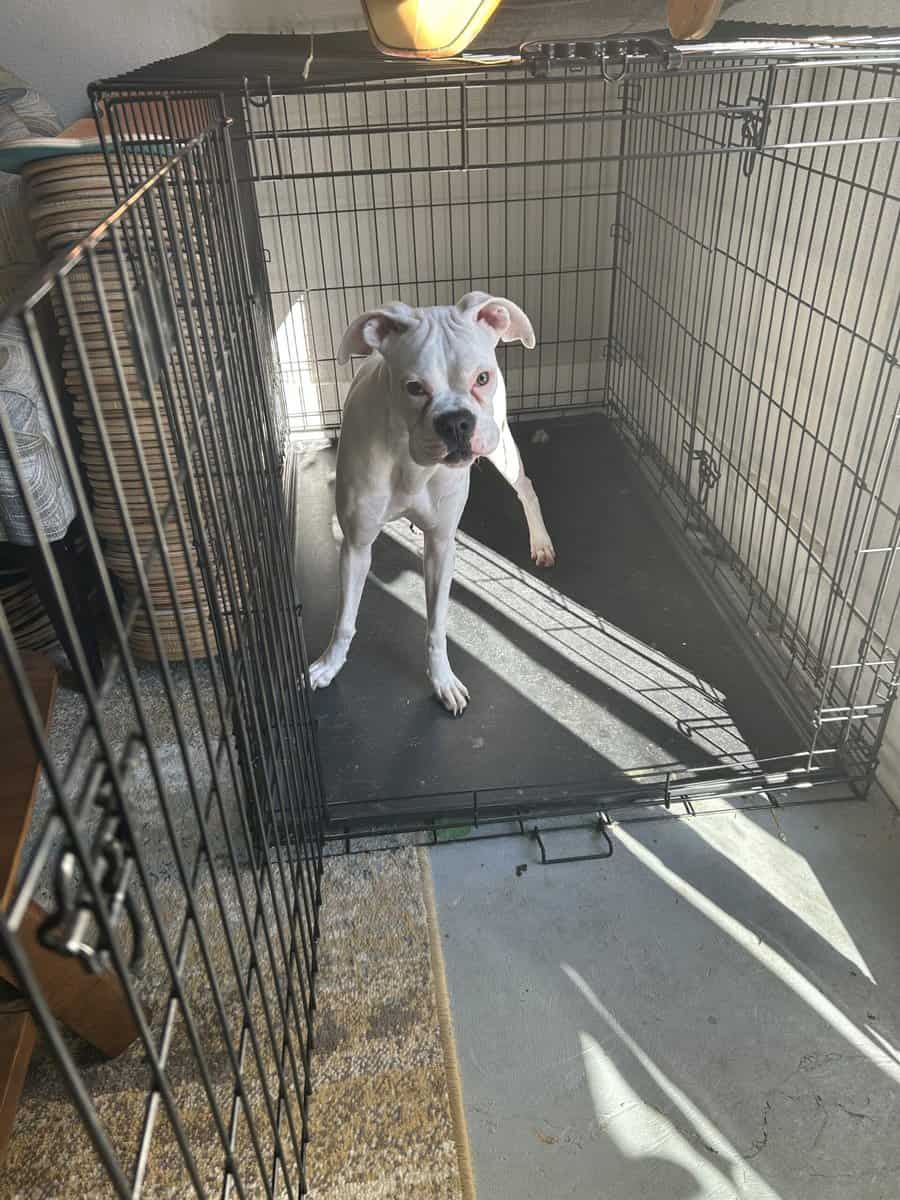 BOXER PUPPY FOR SALE image 4