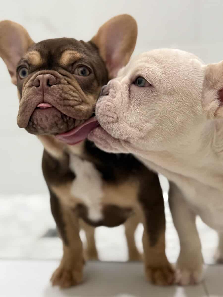 French Bulldog Puppy image 4
