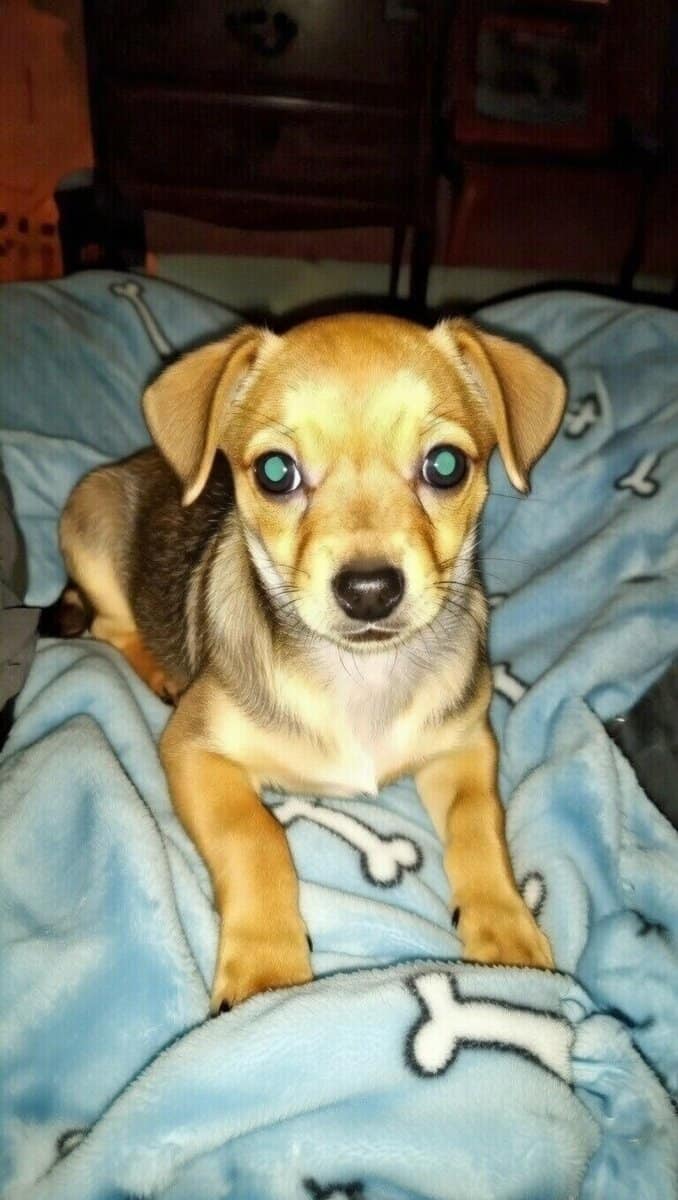 Chorkie male puppy image 1