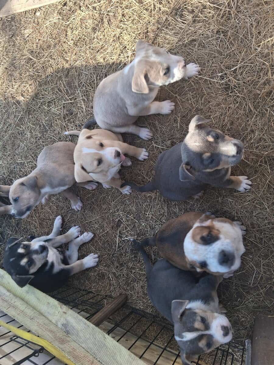 Free puppies image 1