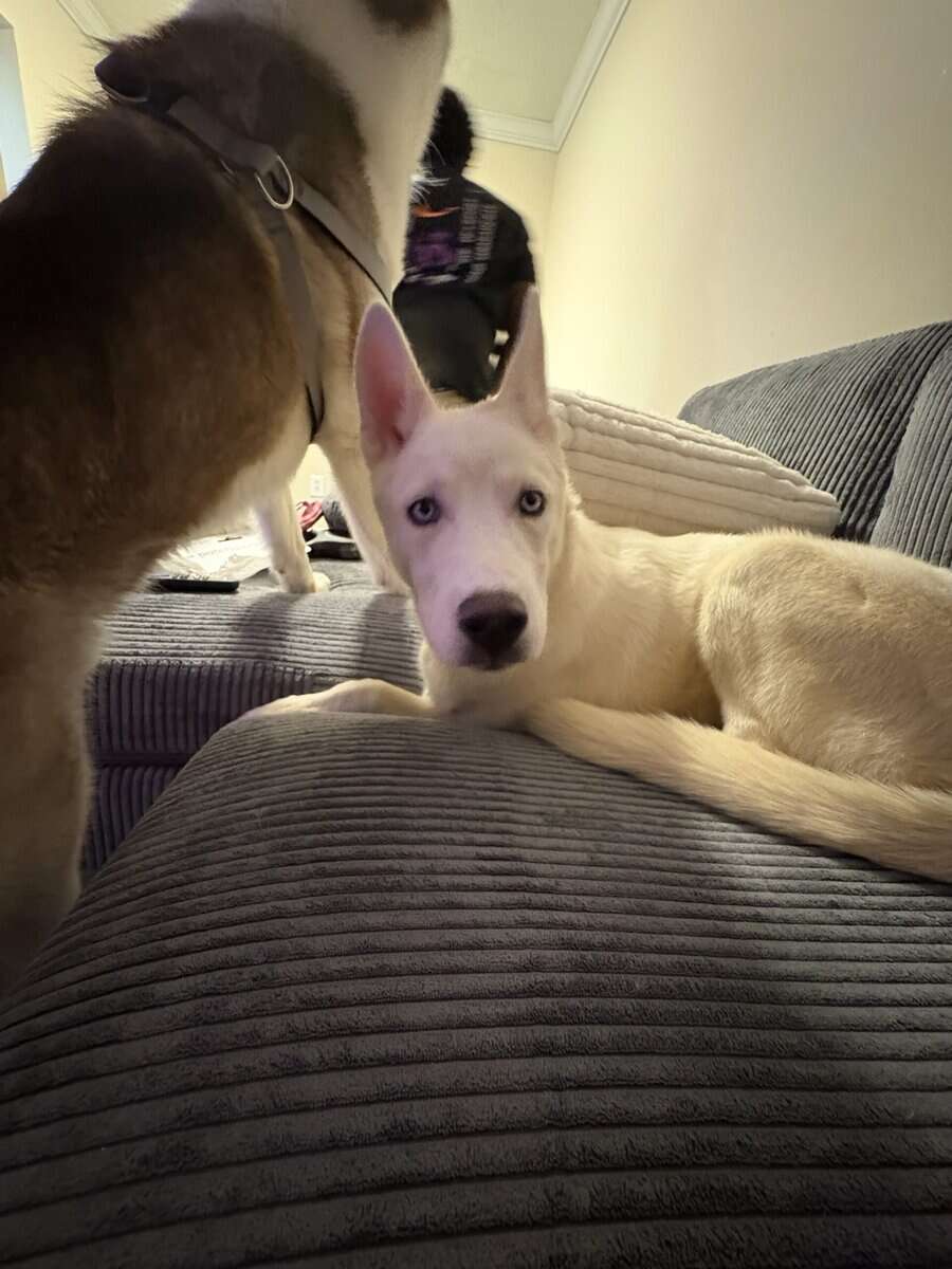 Rehoming our husky storm image 10