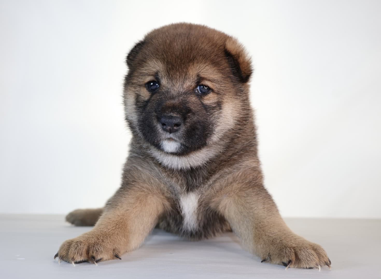Lion King, Shiba Inu Sesame Boy image 3