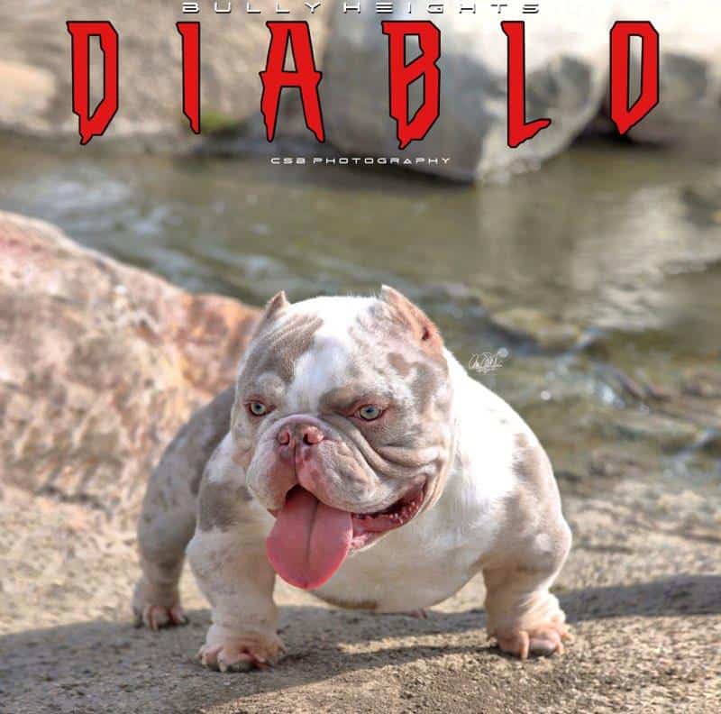 Bully Studs image 5