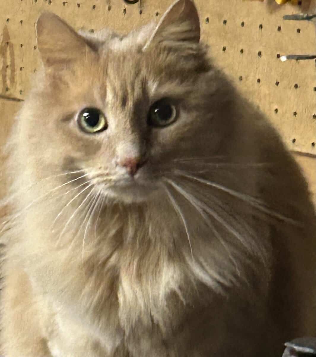 Cat - Stanley image 2