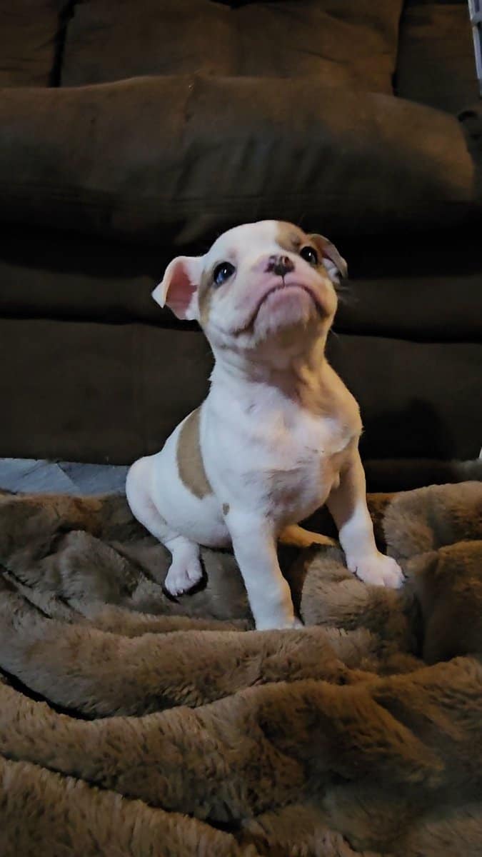 Ioeba registered Olde English Bulldogge image 1