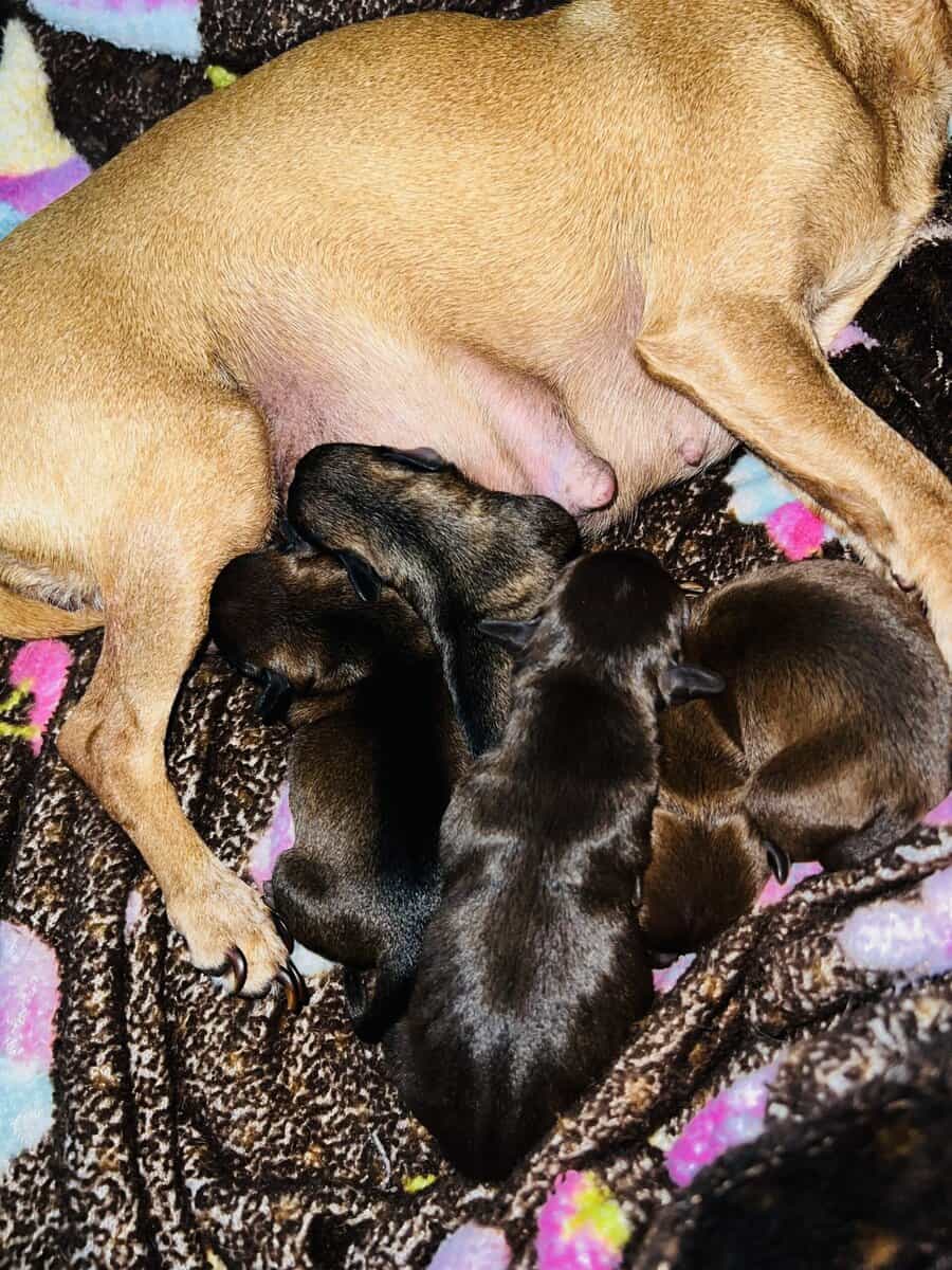 Chihuahuas image 7