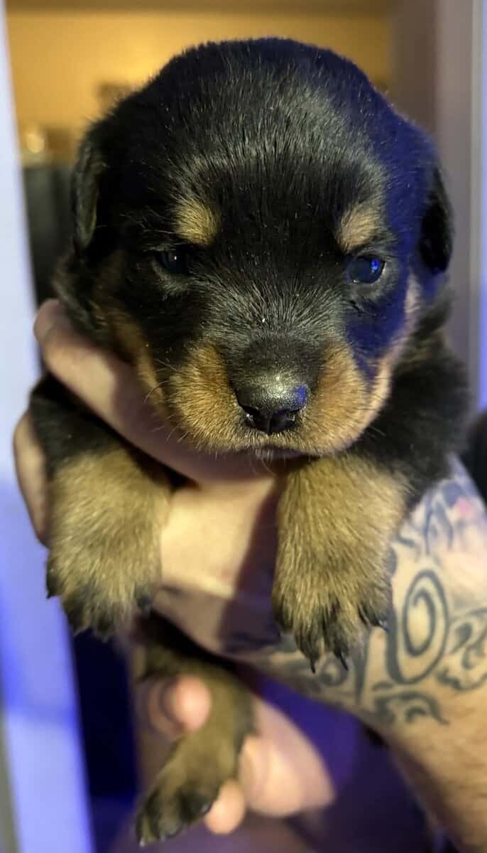 AKC Female Rottweiler Puppies image 2