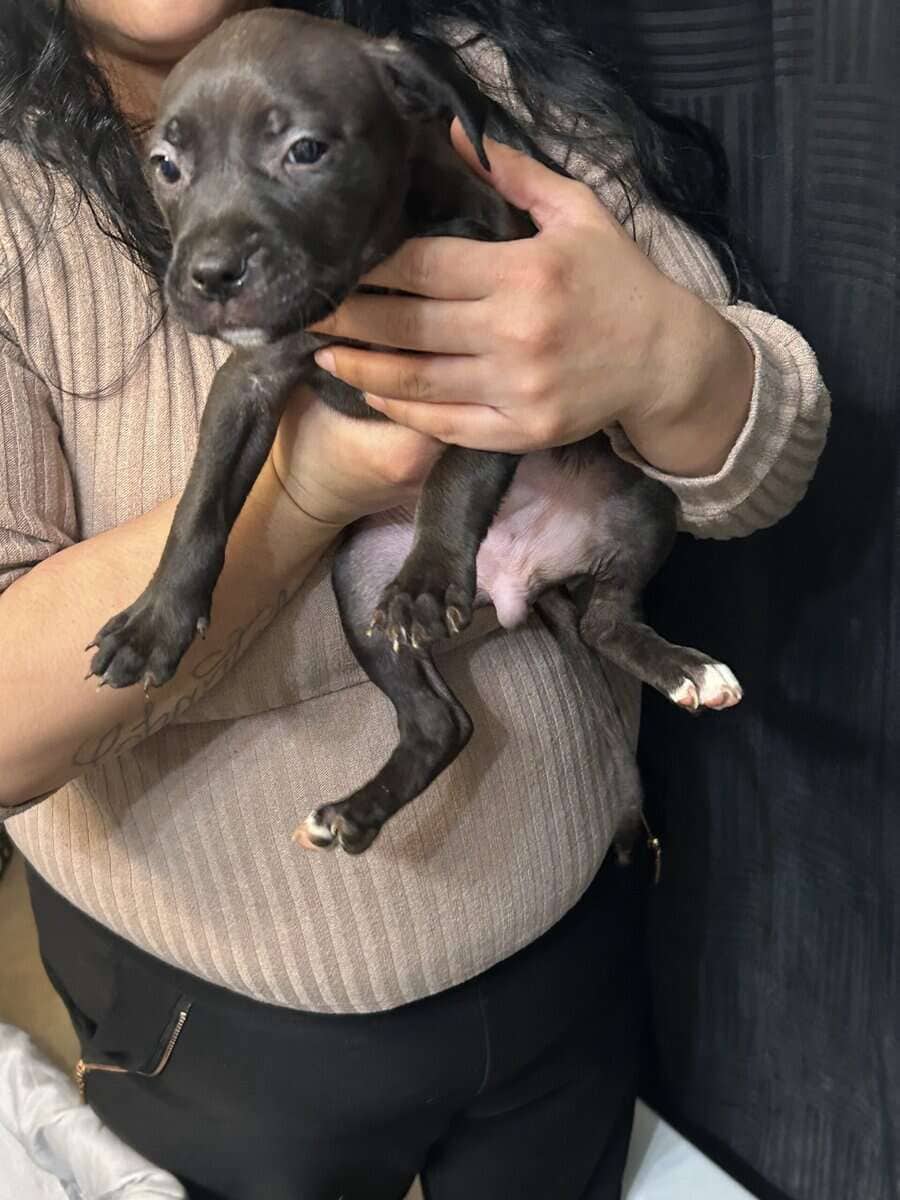 Pitbull puppies 8weeks image 7