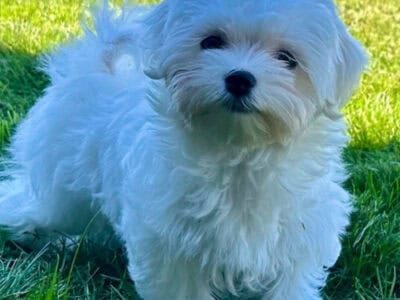 Maltese Dogs for Rehoming – Seattle / Pi &nbsp;...