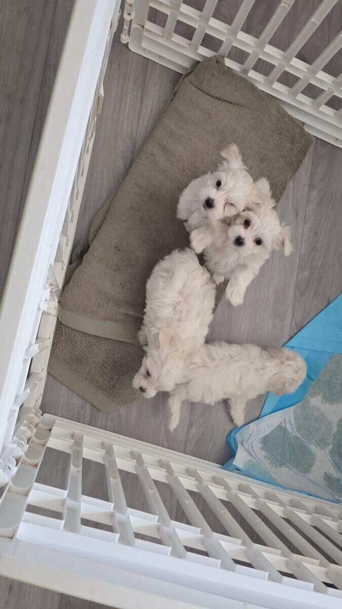 3..9 week old Maltese pups for sale image 6