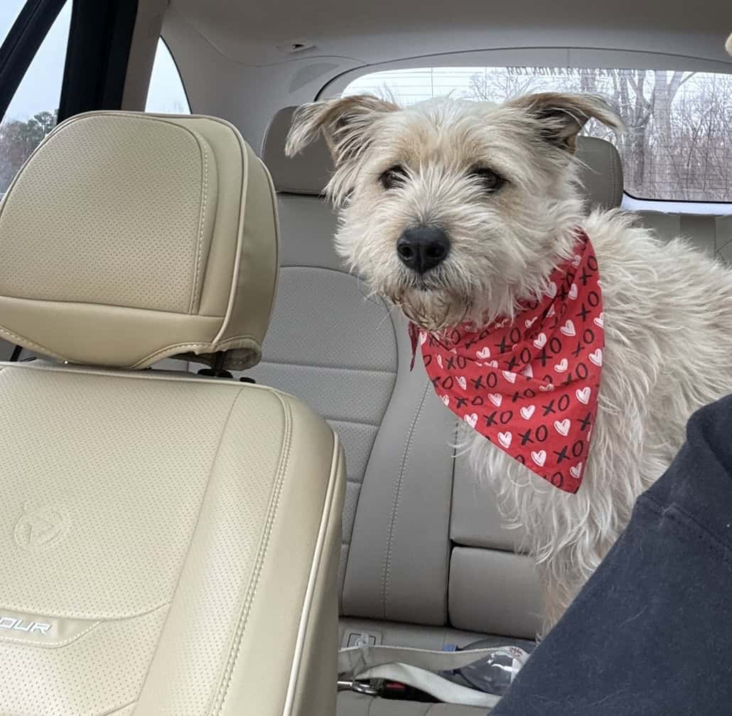 Needs a home Norfolk terrier mix “Marcie” image 2