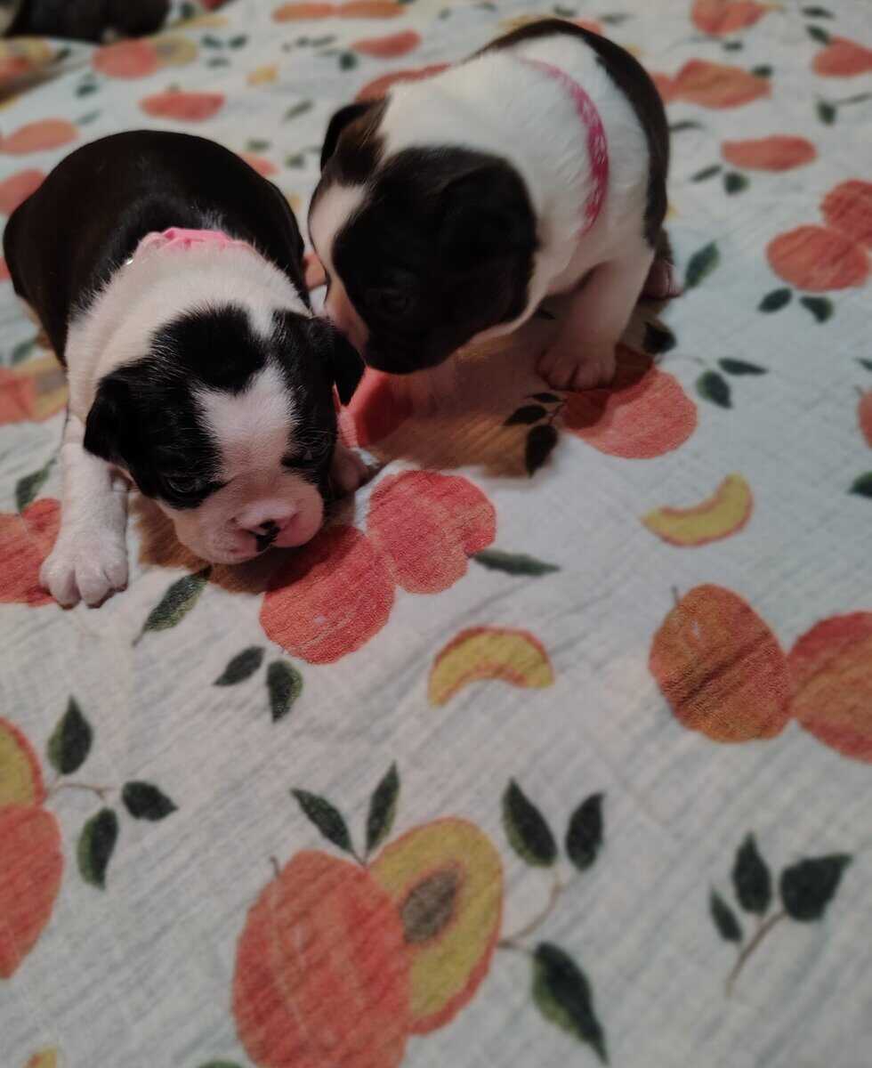 AKC Boston Terriers image 2