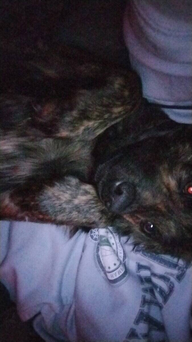 Please help her find a home!! image 5