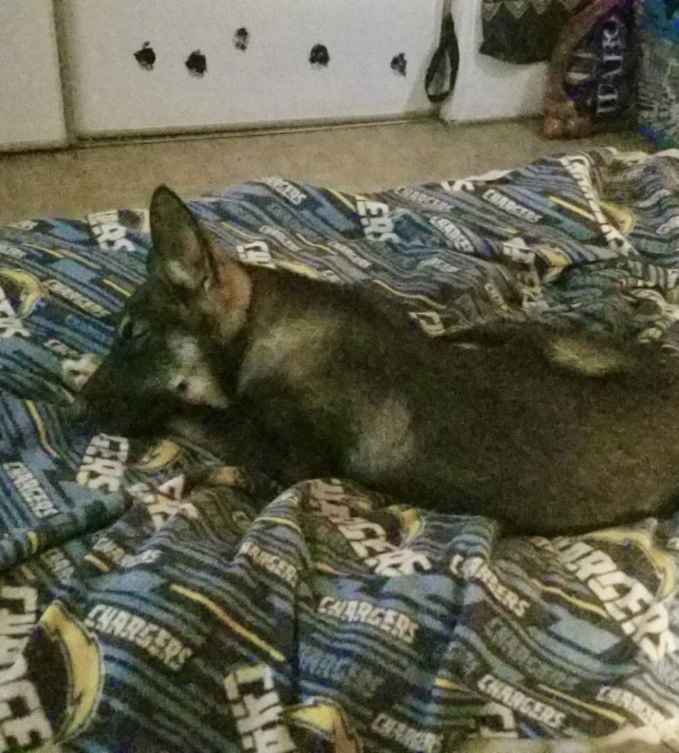 German Shepherd image 3
