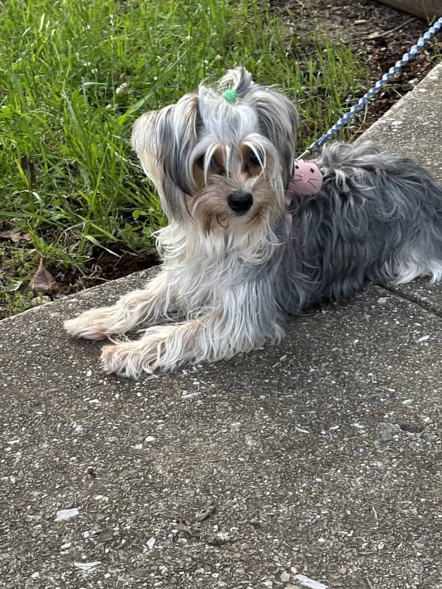 Yorkies yorkies!!!! image 17