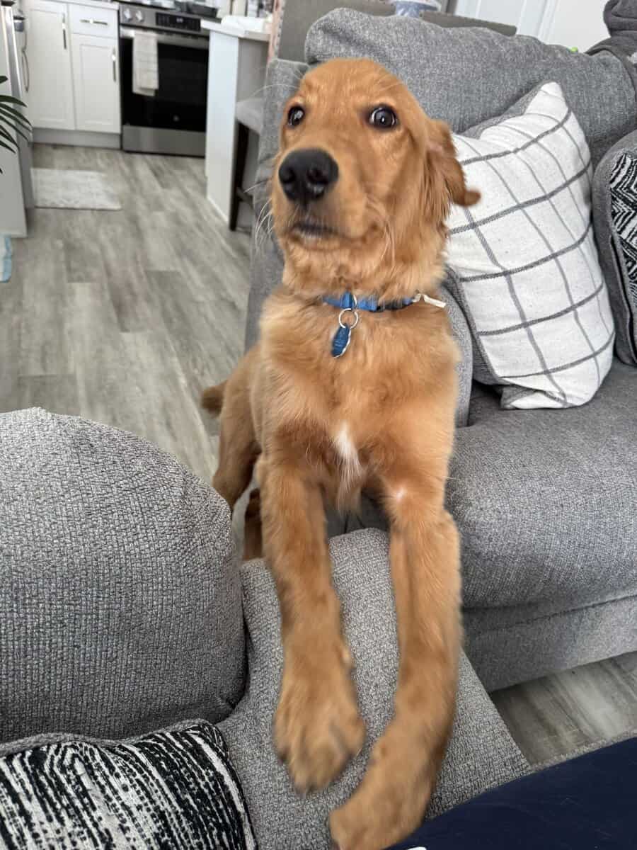 6 month puppy image 1