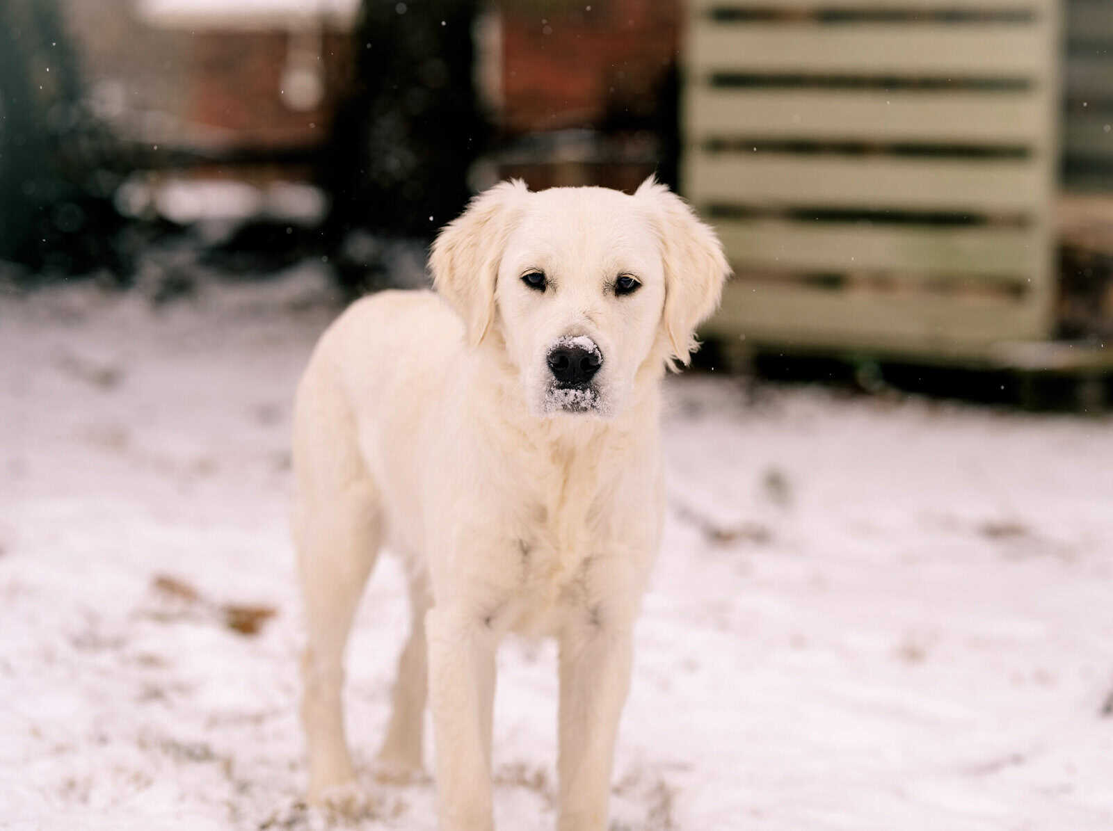UPCOMING Litter of AKC English Golden Retrievers image 4