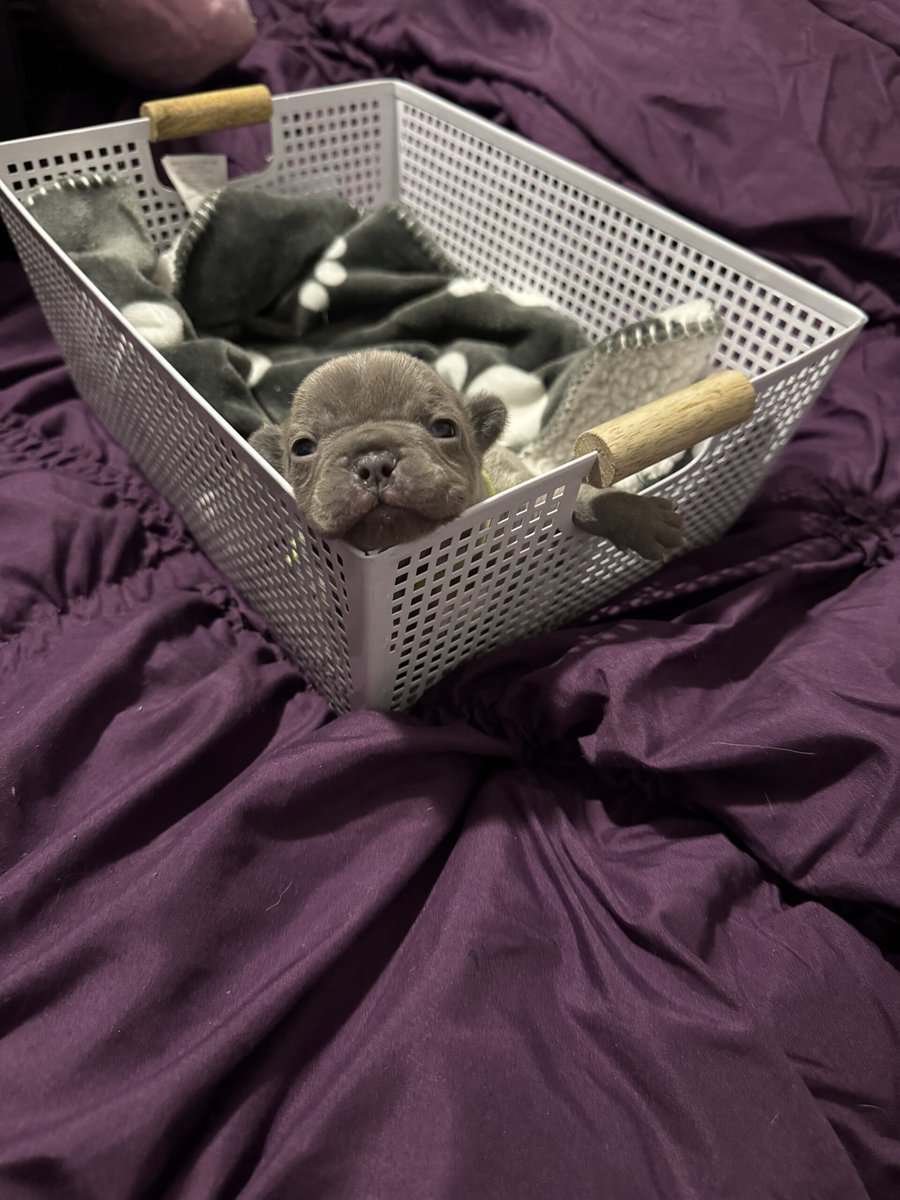 Frenchie Puppies image 7